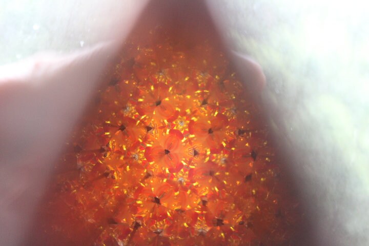 Sunburst Kaleidoscope